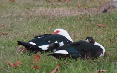 [Side view of two males sitting on the ground with their bills tucked into their back feathers. The one closer to the camer has a black head and a white neck while the one further away is the more common white head and neck with the red patch around the eye. The bodies of both birds are mostly black and teal feather with a few white ones.]